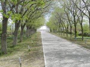 alleya-kosmonavtov-baikonur